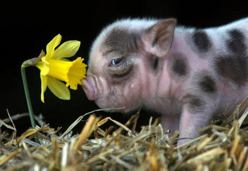 EVERYONE LIKES FLOWERS, 동물, 분홍, 꽃, 돼지, 귀여운, 돼지 HD 월페이퍼
