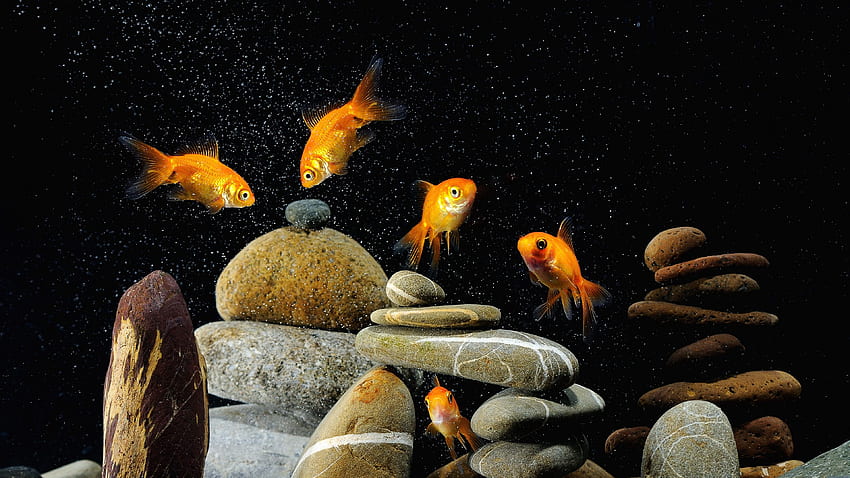 fish, aquarium, rocks, black background HD wallpaper