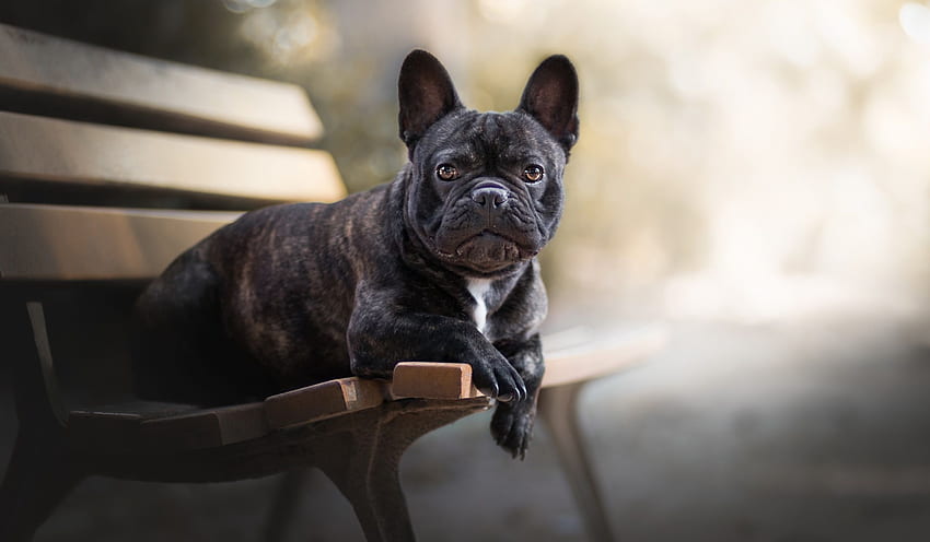 เฟรนช์บูลด็อกสุนัขสัตว์ม้านั่งสีดำ วอลล์เปเปอร์ HD