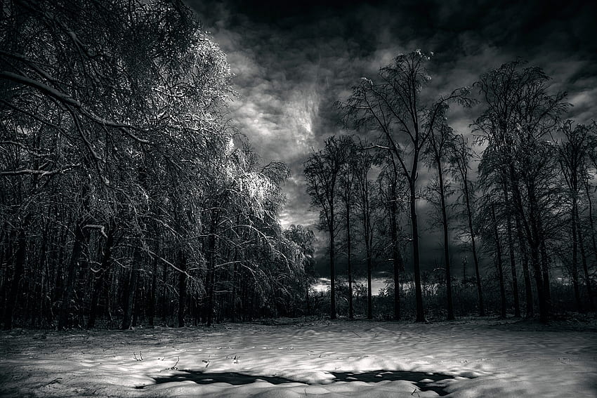 Early snow in black - white, snow, trees, clouds, nature, forests, black-white, evening, dark, graphy HD wallpaper