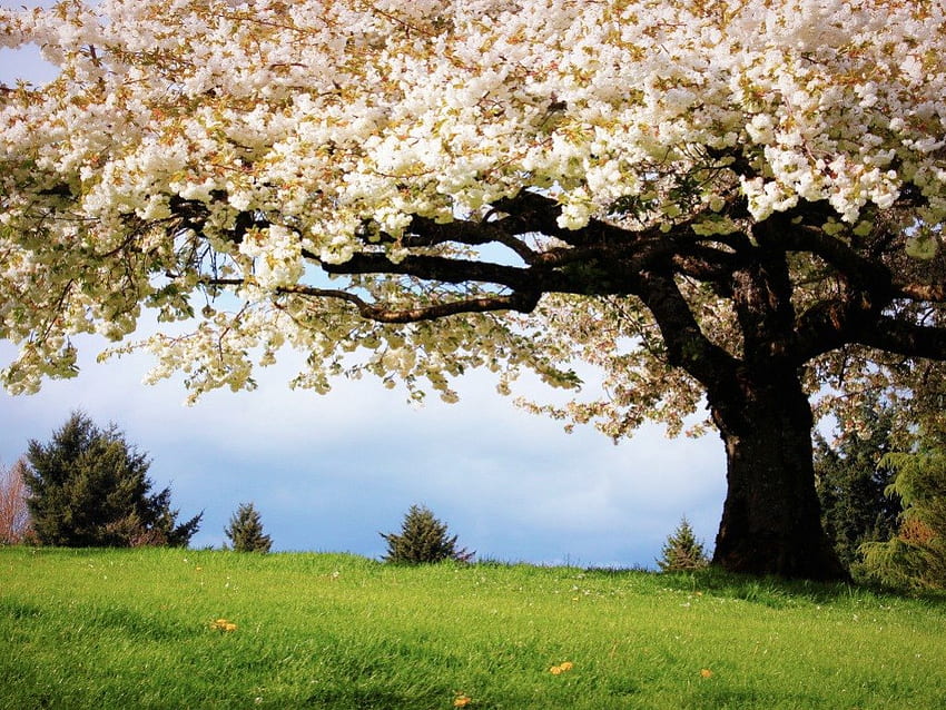 Kirschblüte, Träume, Holz, Natur, Ruhe, Freude, Frühling HD-Hintergrundbild