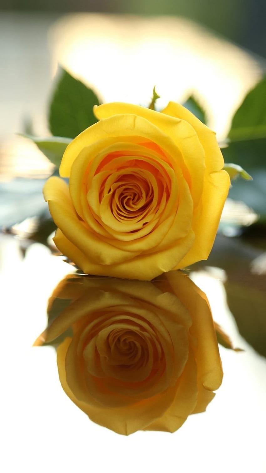 Rosa Amarela, Rosa Amarela Adorável Papel de parede de celular HD