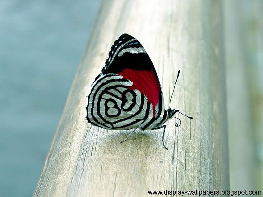 gif de fondo de pantalla de mariposa animada