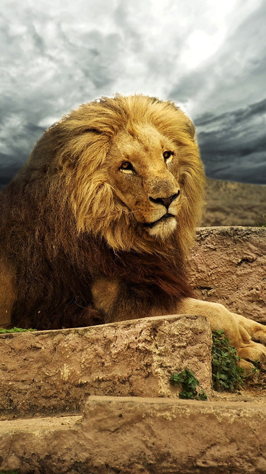 Danger Lion, Forest, King, Lion HD phone wallpaper