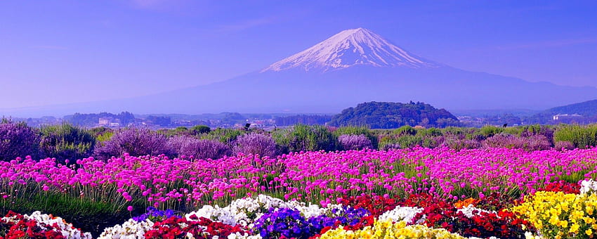 Frühling in Japan, japanischer Doppelschirm HD-Hintergrundbild