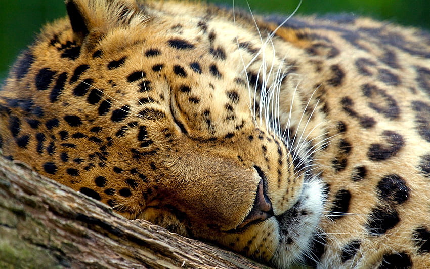 Animali, Leopardo, Muso, Occhi, Sonno, Sogno Sfondo HD