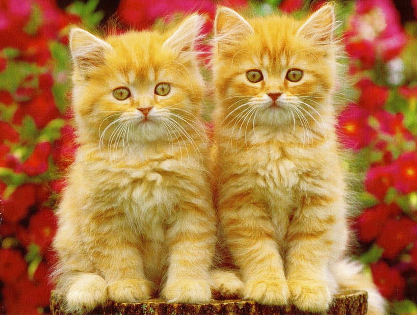 Anak kucing berbulu, anak kucing, kembar, bunga, imut, lembut, cakar Wallpaper HD