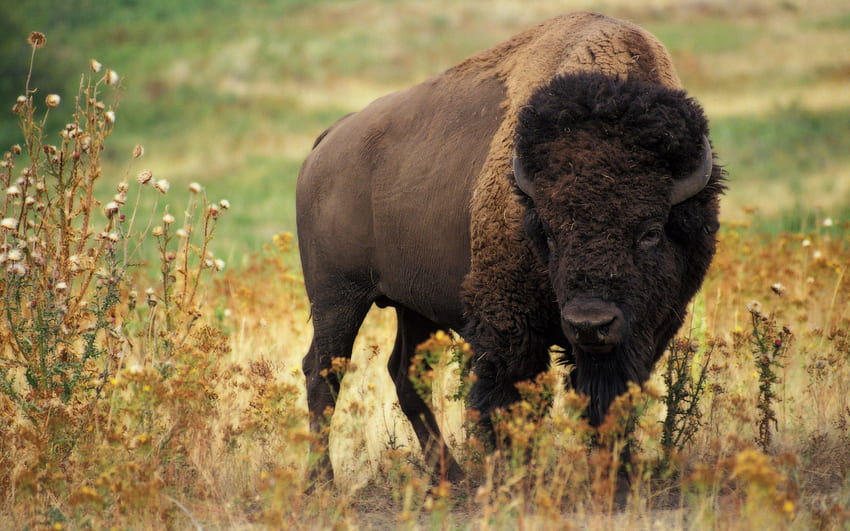 Animals, Nature, Grass, Field, Buffalo, Bison HD wallpaper