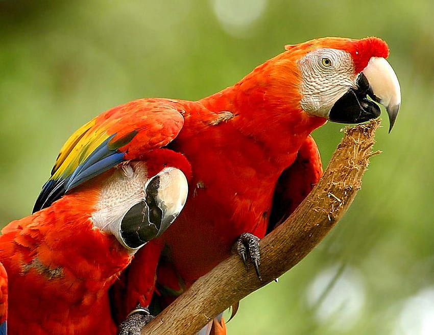 Scarlet Macaws, 마코 앵무새, 새, 앵무새 HD 월페이퍼