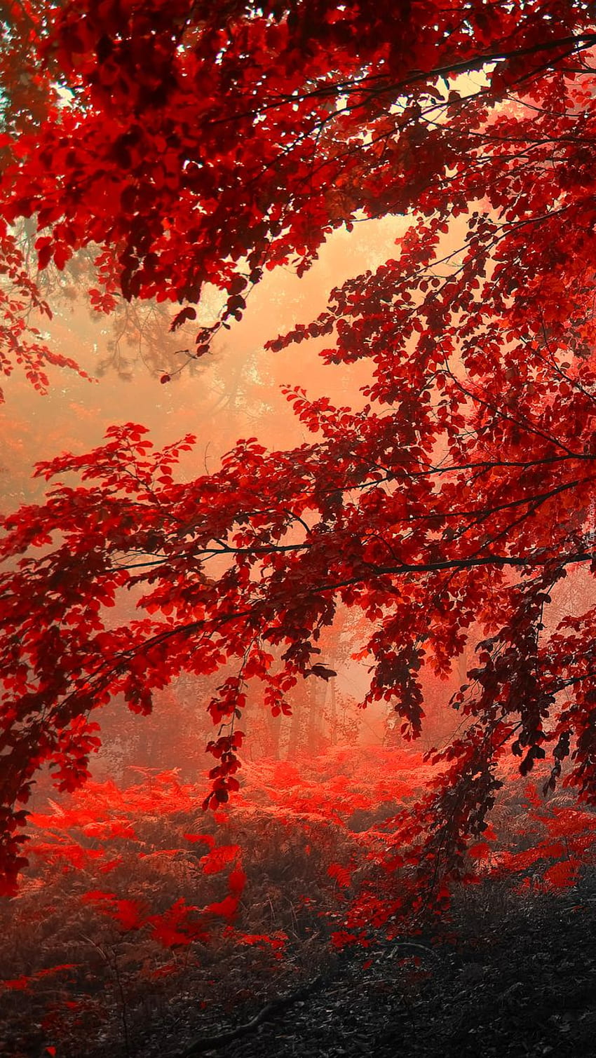 Jesień w pełni. Scenery , Anime scenery , Beautiful fantasy art, Samurai Autumn HD phone wallpaper