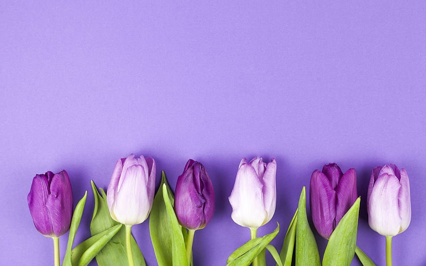 Tulips, pink, spring, flower, purple, tulip, lalele HD wallpaper