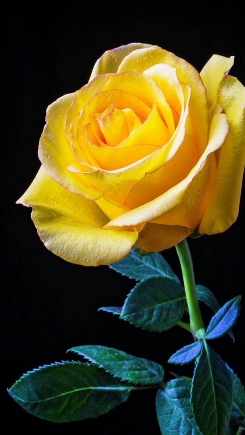 Rosa Amarilla, Hermosa Flor Rosa Amarilla fondo de pantalla del teléfono