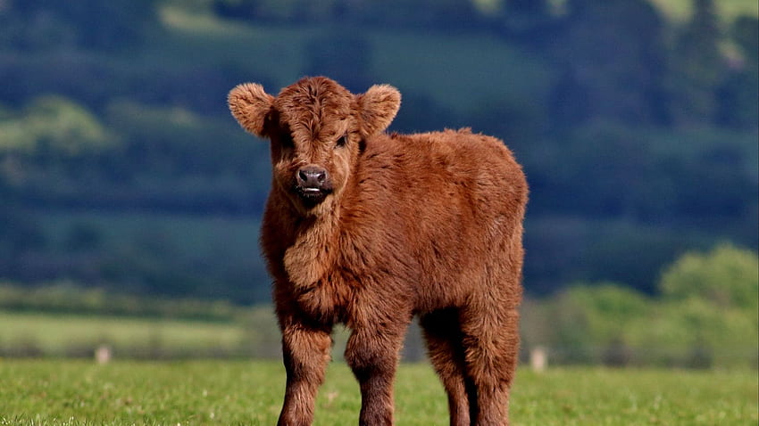 Calf, Cow, Fluffy, Grass - Fluffy Cows - - teahub.io HD wallpaper