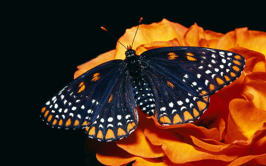 Пеперуди, Насекоми HD тапет