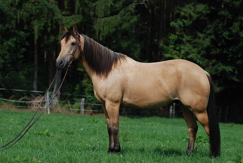 Brown Horse Stand In Green Ground Background - Quarter Horse Buckskin, Buckskin Horse HD wallpaper