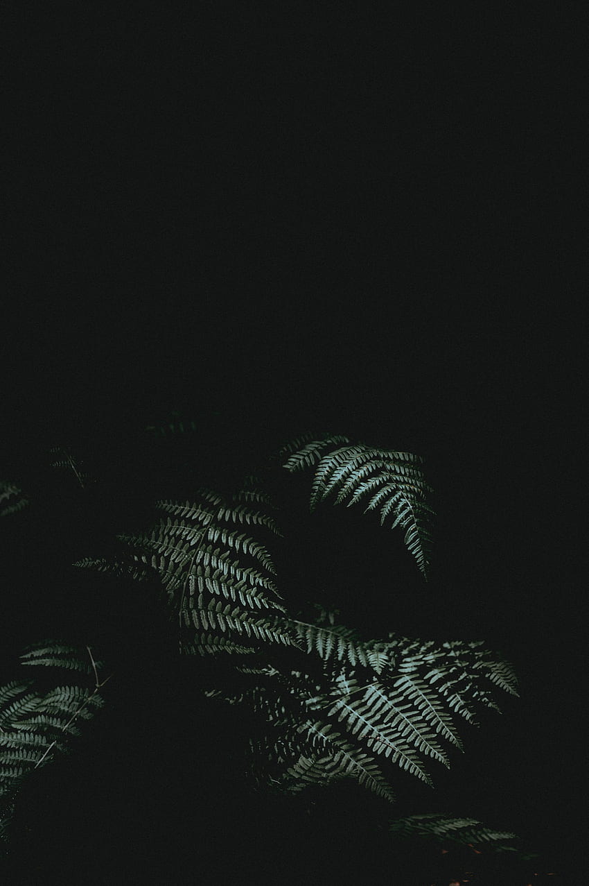 Leaves, Plant, Dark, Fern, Darkness HD phone wallpaper