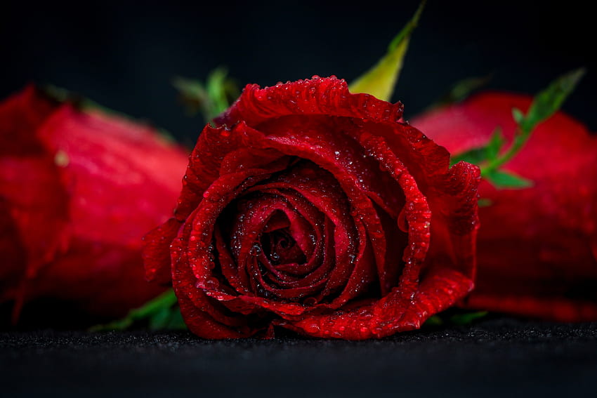 Rose in Tropfen, Rosen, Tropfen, Blumen, Wasser, Makro HD-Hintergrundbild