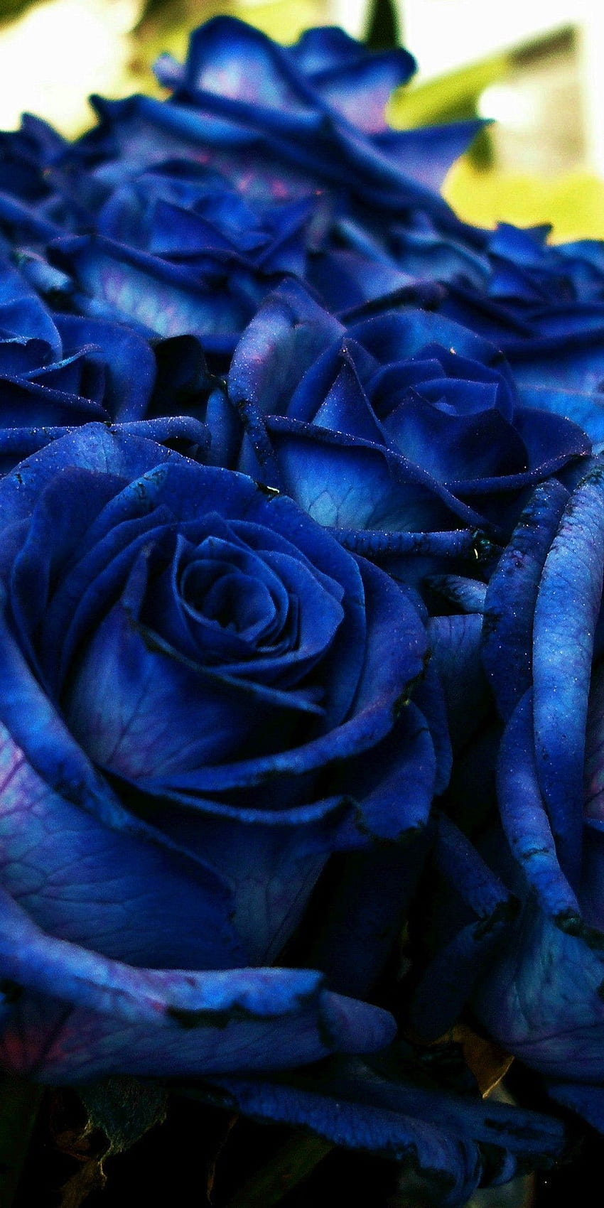Paula Eggleston on картинки розы. Blue roses , Cute blue , Blue roses HD phone wallpaper