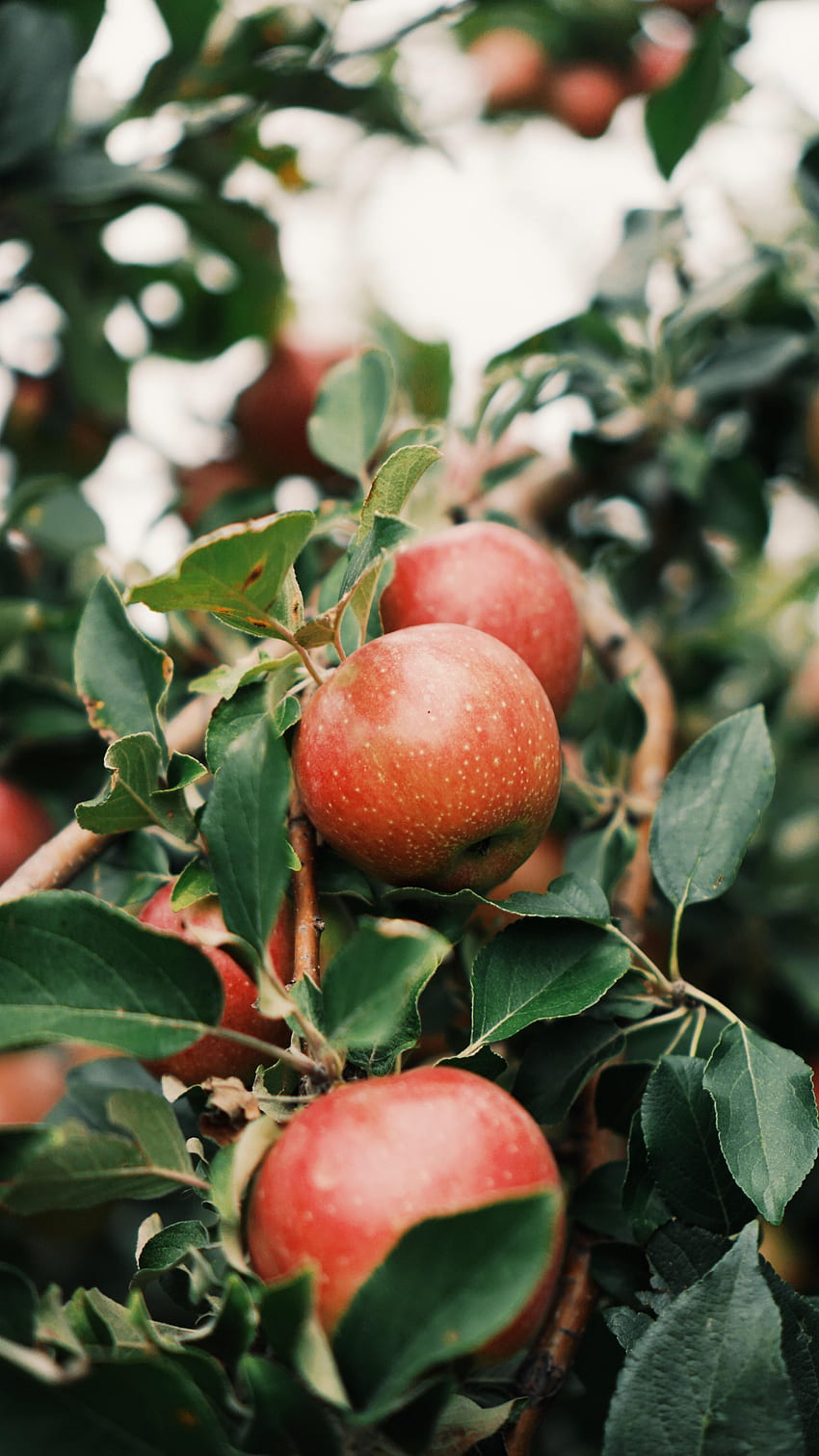 Cibo, mele, legno, albero, ramo, frutta, giardino Sfondo del telefono HD