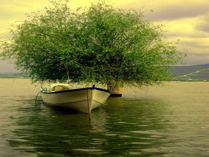 perahu, pohon Wallpaper HD
