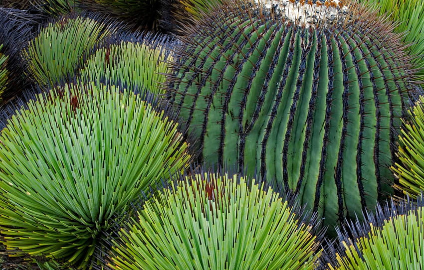 gurun, kaktus, Meksiko, Chihuahua untuk , bagian природа, Kaktus Meksiko Wallpaper HD