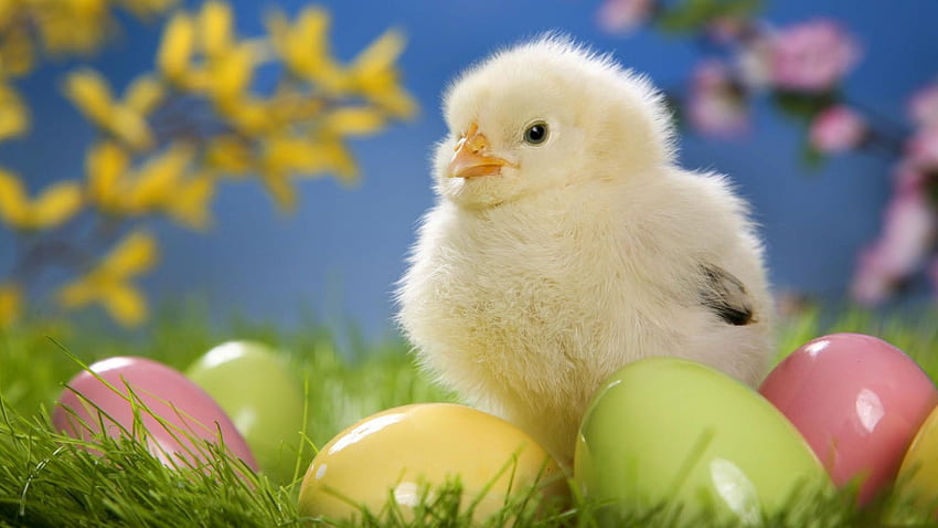 Hapy Easter Sweet Easter Chicken . Pasqua HD wallpaper