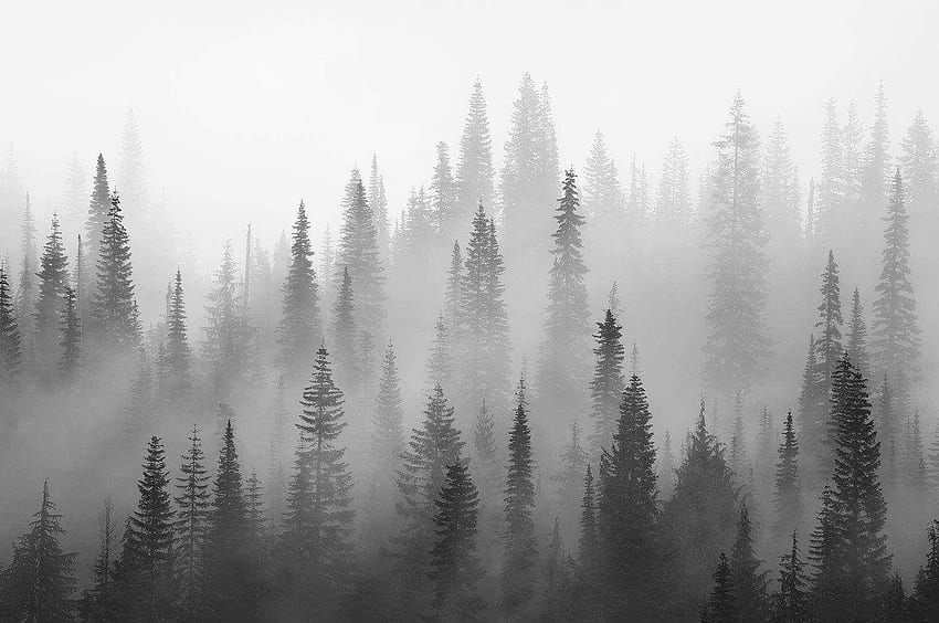 Foresta nebbiosa, foresta nebbiosa oscura Sfondo HD
