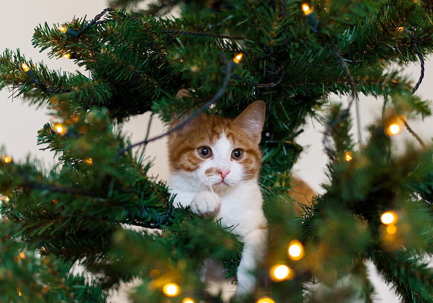 동물, 고양이, 키티, 새끼 고양이, 놀기 좋아하는, 크리스마스 트리 HD 월페이퍼