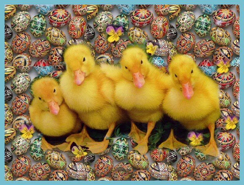 DUCKLINGS AND EGGS, yellow, , easter, eggs, ducklings HD wallpaper
