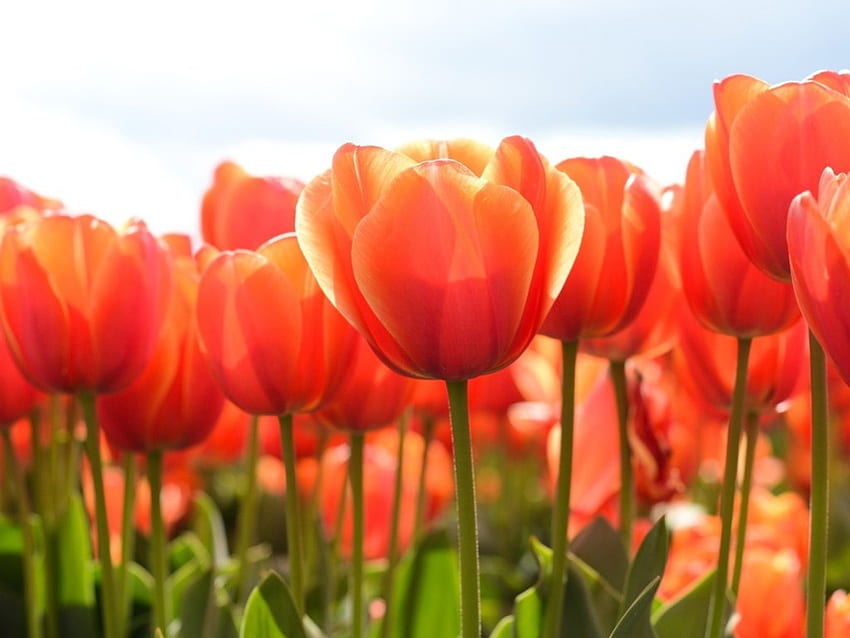 아름다운 오렌지색 튤립, 주황색, 튤립, 꽃, 식물, 자연, 봄 HD 월페이퍼