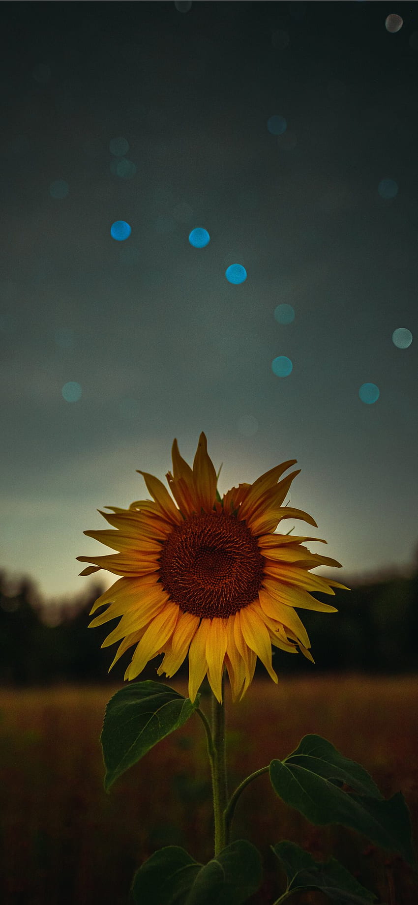 Bunga Matahari iPhone X Terbaik, iPhone Bunga Pedesaan X wallpaper ponsel HD