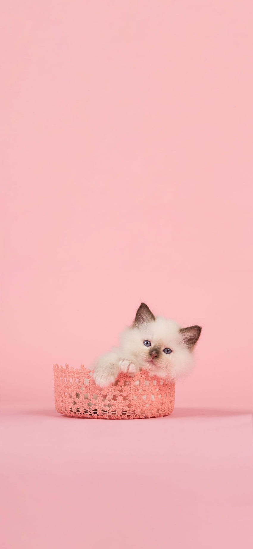 76+] Pink Hello Kitty Wallpaper - WallpaperSafari