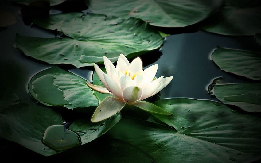 Flowers, Water, Leaves, Petals, Lily HD wallpaper
