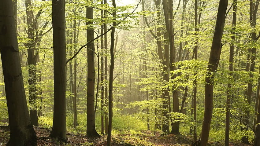 Nature Forest Foliar q 高品質の 10K 解像度であなたの . , , iPhone 画面サイズ, ジャングル 高画質の壁紙