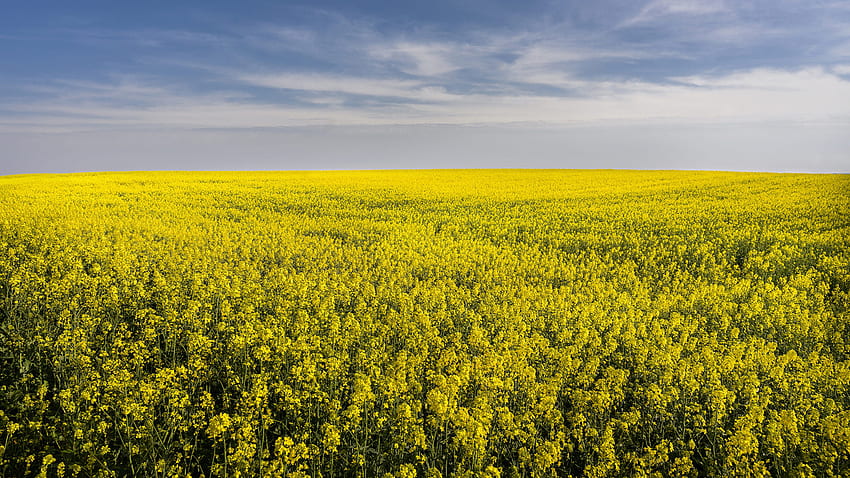 Yellow, Rapeseed, Flowers, Field, Plants, Bushes, Green, Leaves, Plants, Sunlight, Daytime, Blue, Clouds, Sky Nature HD wallpaper
