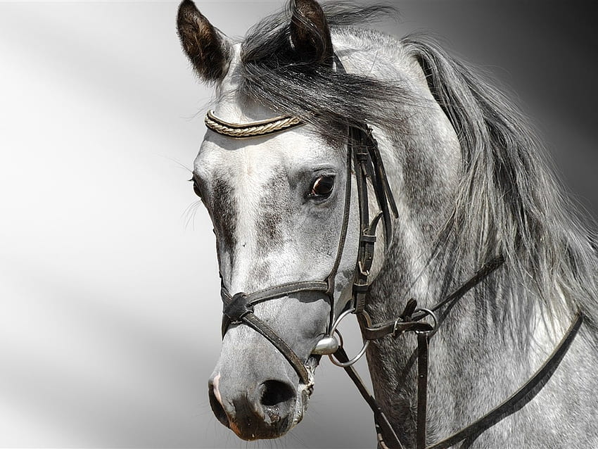 Wspaniałe konie 6, koń, głowa, gorączkowe oczy, porywający Tapeta HD