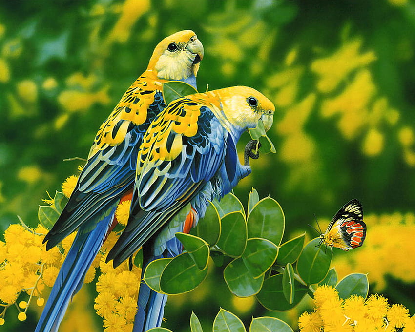 Love birds background HD wallpapers | Pxfuel