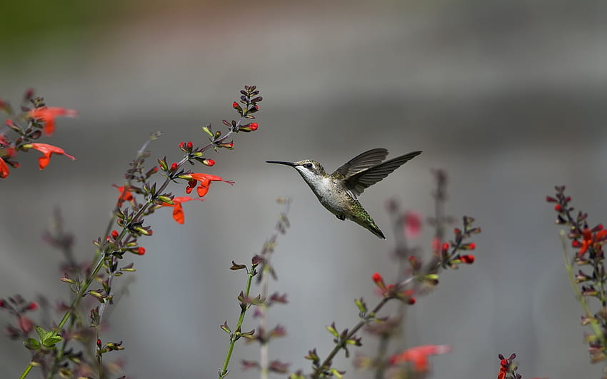 Kolibri - HD-Hintergrundbild