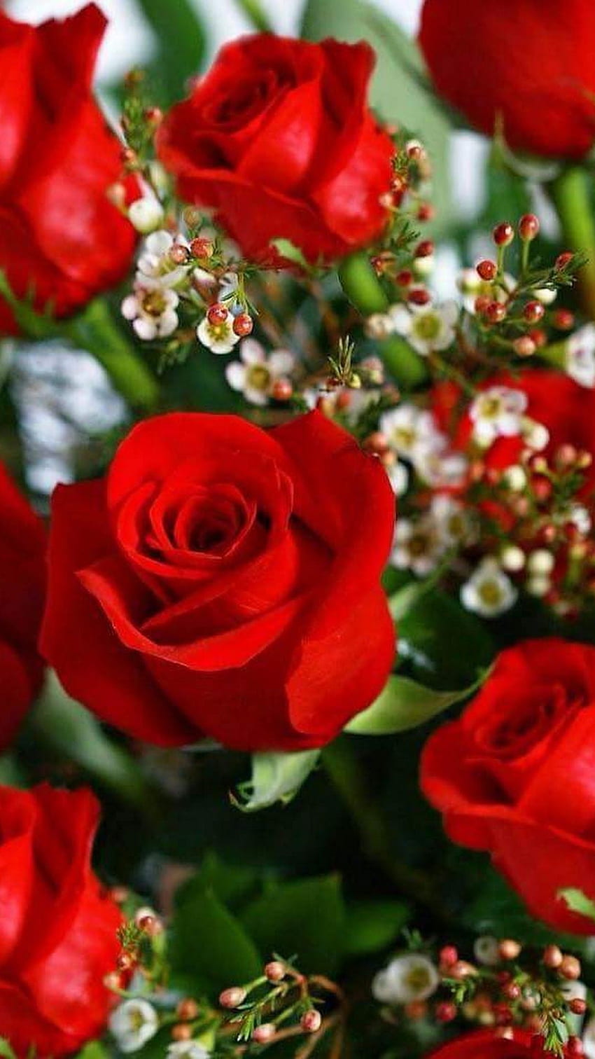 Hermosa Flor Rosa Roja, Rosa fondo de pantalla del teléfono