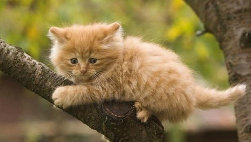 ginger kitten on a tree, cats, kitten, animals, tree HD wallpaper