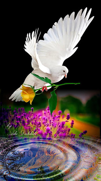 Bird of Paradise, bonito, birds, nature, rare, HD phone wallpaper | Peakpx-mncb.edu.vn