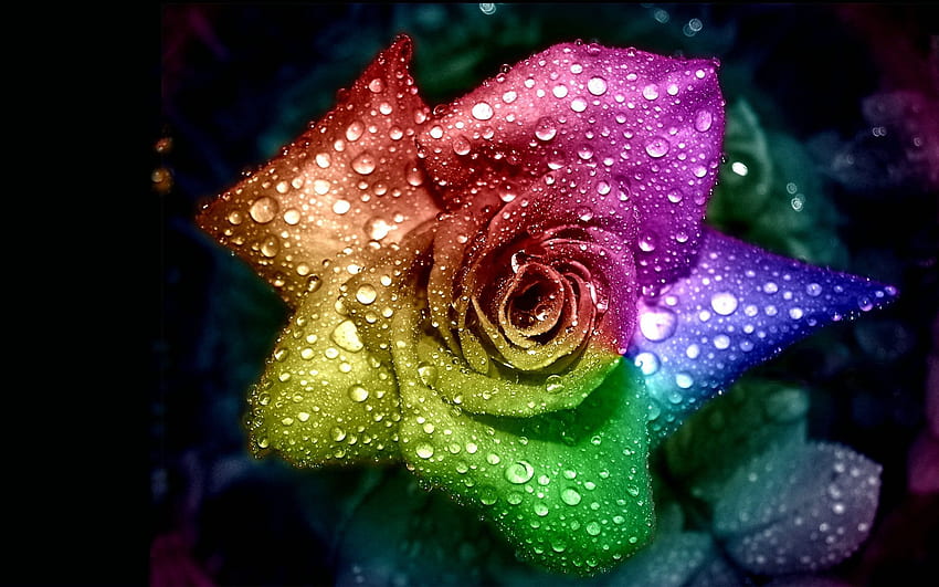 Pretty Flower Beautiful Bright Color Lovely 89 Best Cool, Cool Rose HD wallpaper