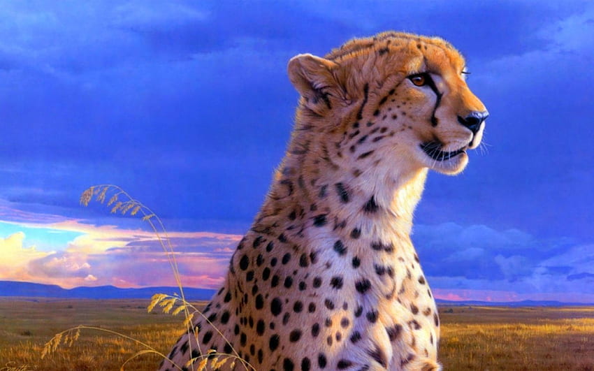 Cheetah, cat, wild, animals HD wallpaper
