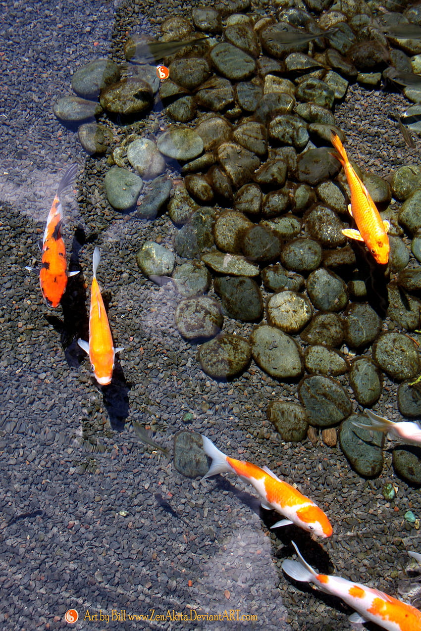 Kristallklares Wasser mit wunderschönen Koi-Fischen. Koi-Teiche, japanischer Fisch HD-Handy-Hintergrundbild