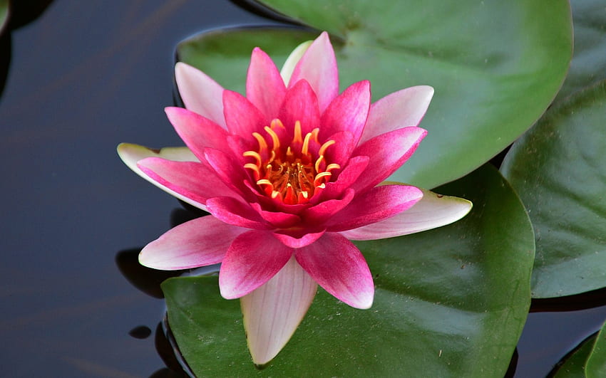 ดอกบัว สีชมพู ใบไม้ ดอกไม้ น้ำ วอลล์เปเปอร์ HD