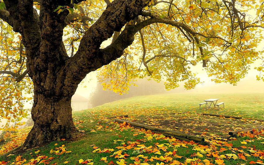 秋の古い木、秋、木、公園、ベンチ、カラフル、秋、霧、古い、葉、残り、枝、葉 高画質の壁紙