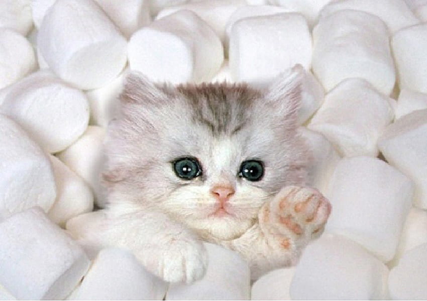 Marshmallow Kitten, anak kucing, anak kucing di marshmallow, anak kucing yang lucu Wallpaper HD
