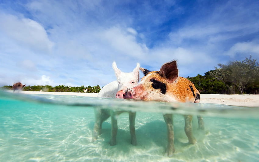 바하마 해변의 돼지 HD 월페이퍼