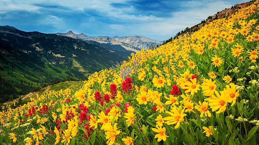 Little Cottonwood Canyon, Wasatch Mountains, Utah, 노랑, 꽃, 빨강, 구름, 하늘, 꽃, 산, 미국의 황금 야생화 HD 월페이퍼