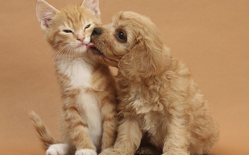 子猫、動物、犬、子猫、子犬、猫を舐める子犬 高画質の壁紙